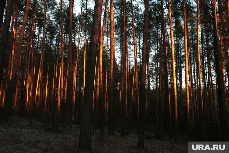 Лес в Кировском районе Перми хотят вырубить и застроить участок жильем