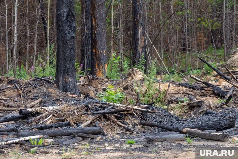 На тушение лесного пожара направлены два вертолета и самолет Ил-76, передает служба МЧС
