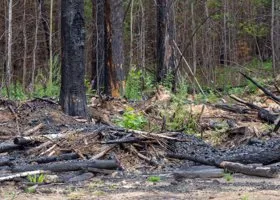 Спасавиация тушит пожар под Новороссийском, эвакуированы более 500 человек: что известно о ЧС