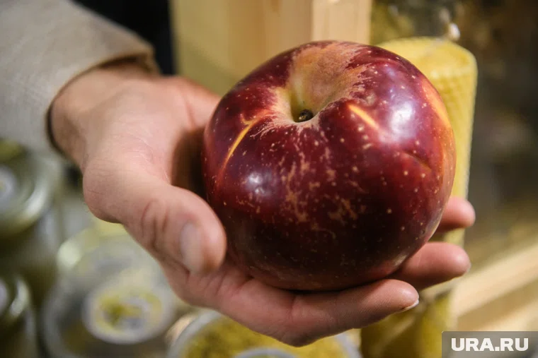 Россиянам рассказали, как хранить яблоки зимой