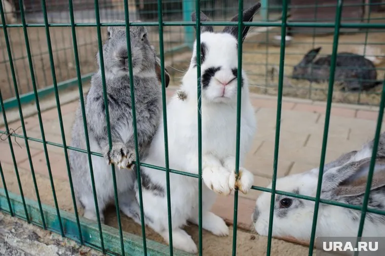 Шесть маленьких кроликов выбросили на помойку