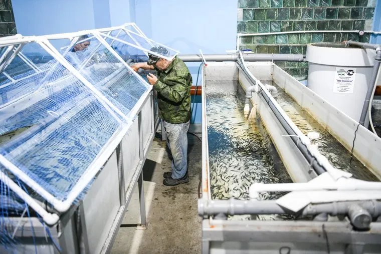 Форелевая ферма Уральской рыбной компании. Свердловская область, Заречный