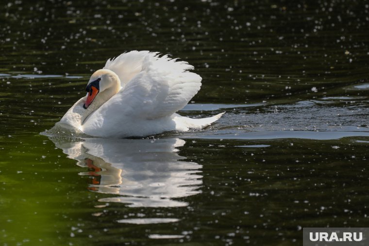 В Перми спасают раненого браконьерами лебедя, который едва не замерз на озере. Видео