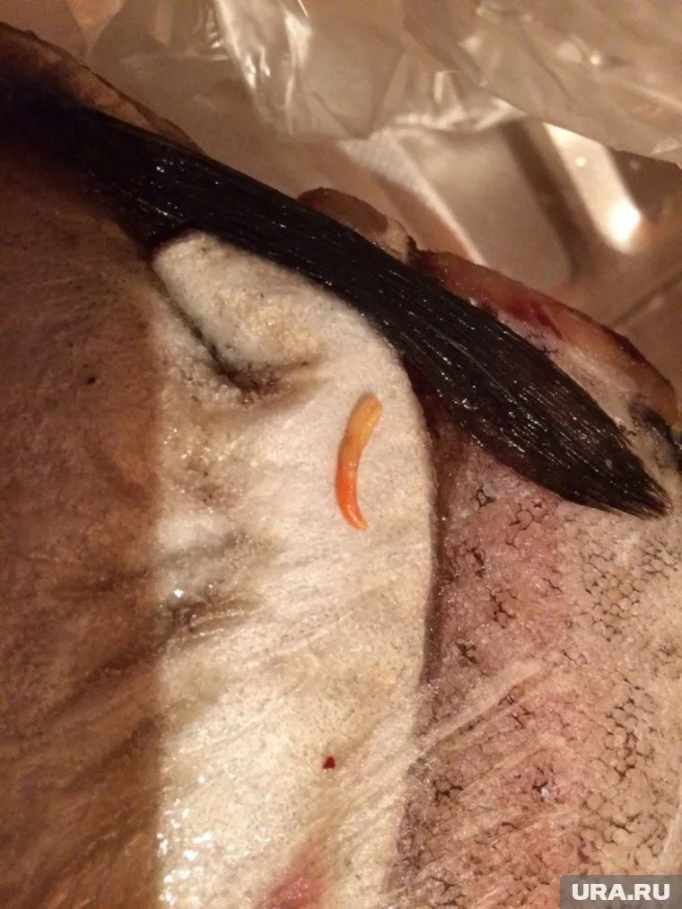 Черви в рыбе, по словам покупателя, — обычное явление в местных магазинах