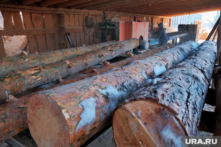 В Казахстан пытались вывезти четыре КАМАЗа древесины