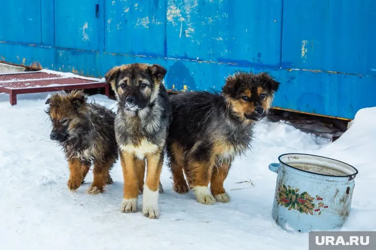 Экс-сотрудник службы отлова обвинил своего бывшего работодателя в убийствах собак