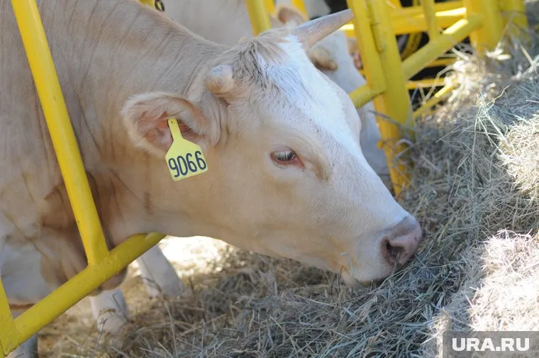 Перспективная технология позволяет превращать вторичный ресурс производства бумаги в ценные корма 