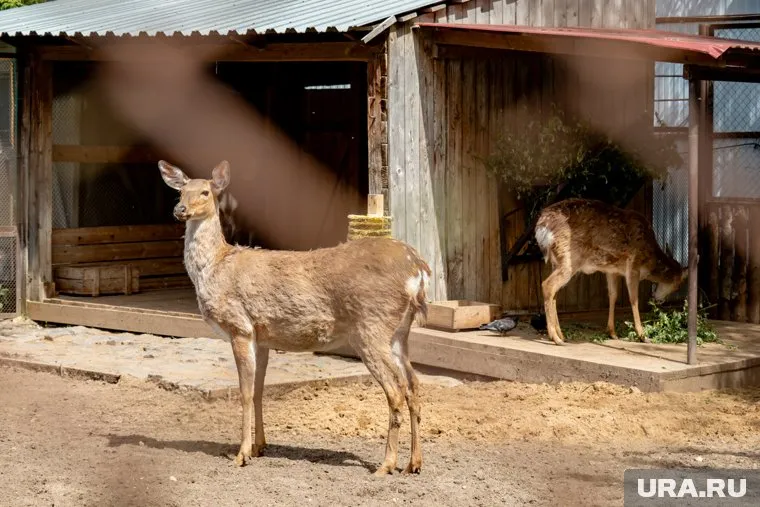 Предположительно, животных завезли из Европы