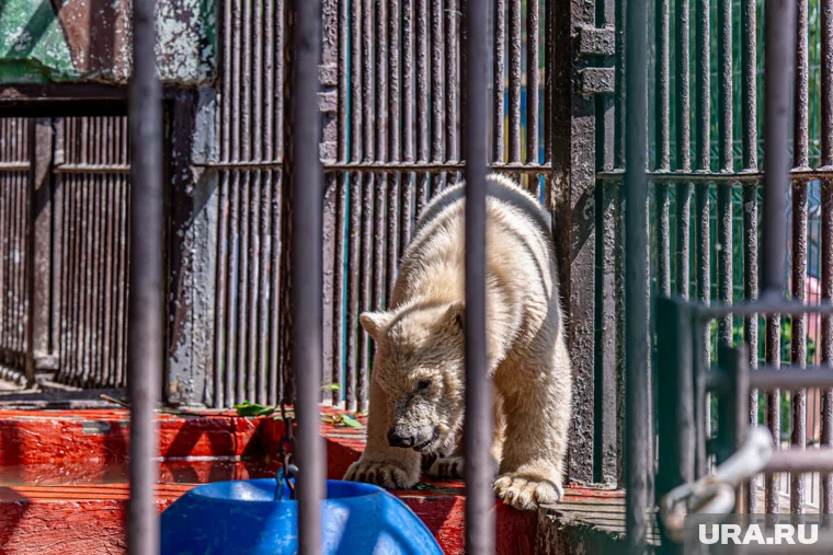 Парма празднует свой день рождения