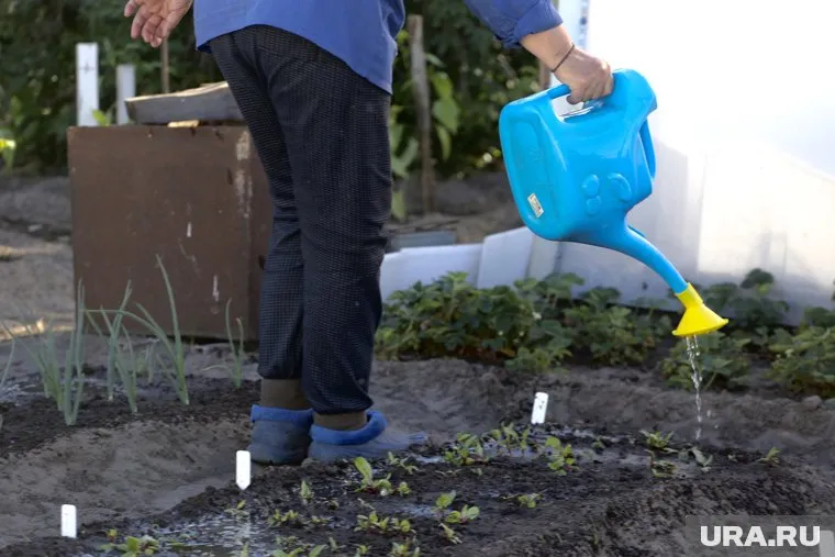 Скупать дачи Тюменцы начали раньше, чем садоводы сделали первые посадки