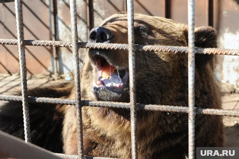 Дикое животное помешало автомобилистам вернуться домой