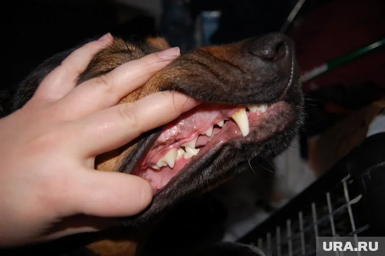 Полиция проводит проверку информации о нападении собаки на ребенка