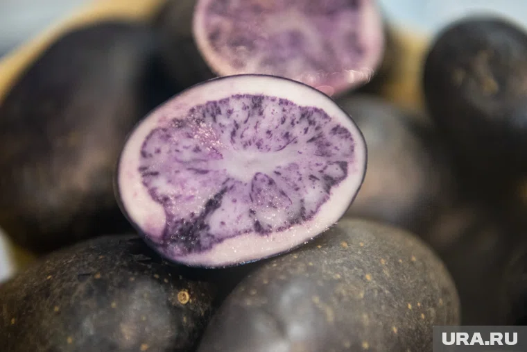 В Кургане продают фиолетовый картофель
