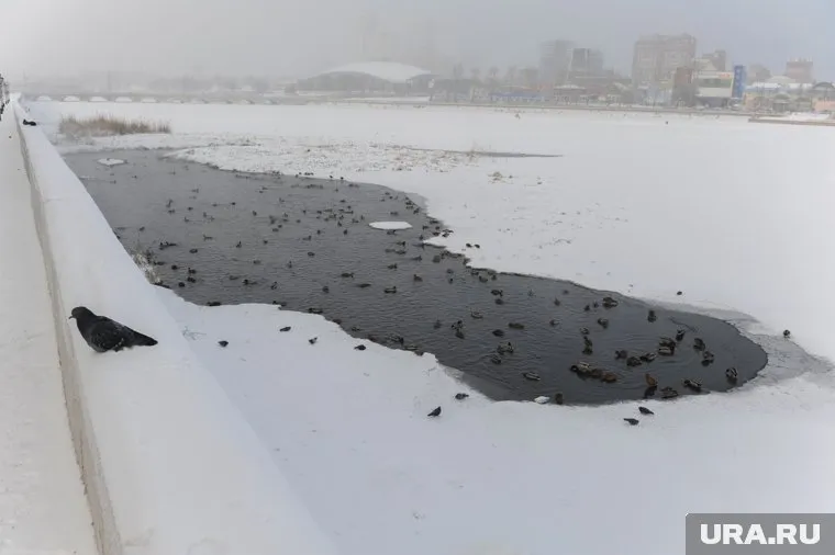Дмитрий Свиргунов и его брат Роман утонули в реке
