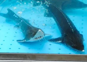 Миллион краснокнижных мальков выпустят в Обь рыбоводы ЯНАО