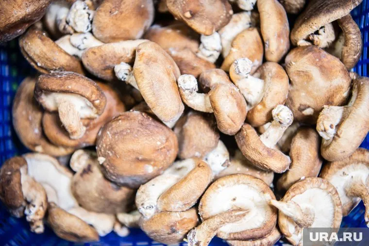 Больше всего уральцам попадаются сухие грузди
