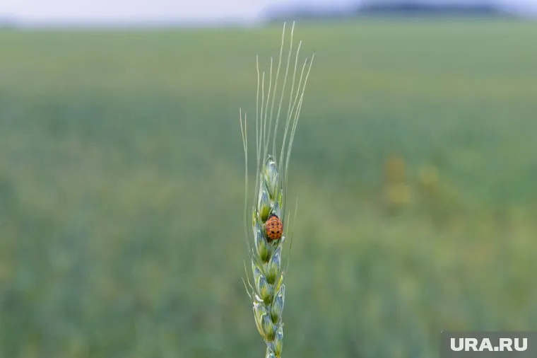 Челябинская пшеница начала терять качества от обилия дождей