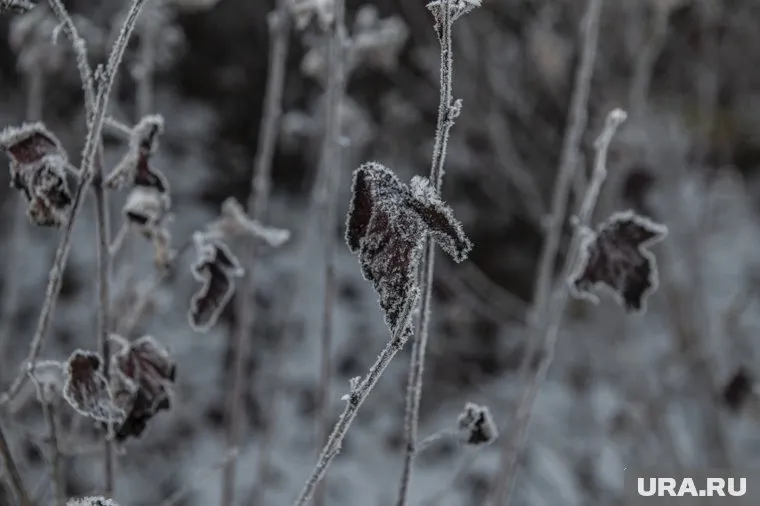 В Белоярском температура воздуха упала ниже 43 градусов мороза
