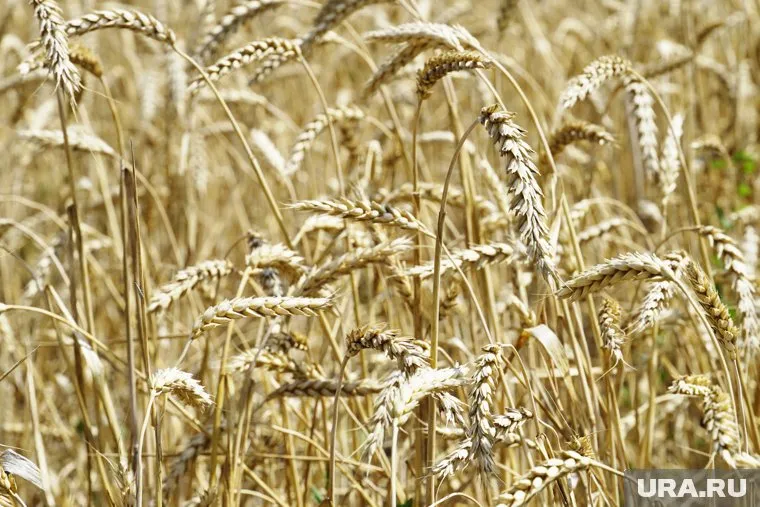 Россия поделится частью доходов от продовольствия