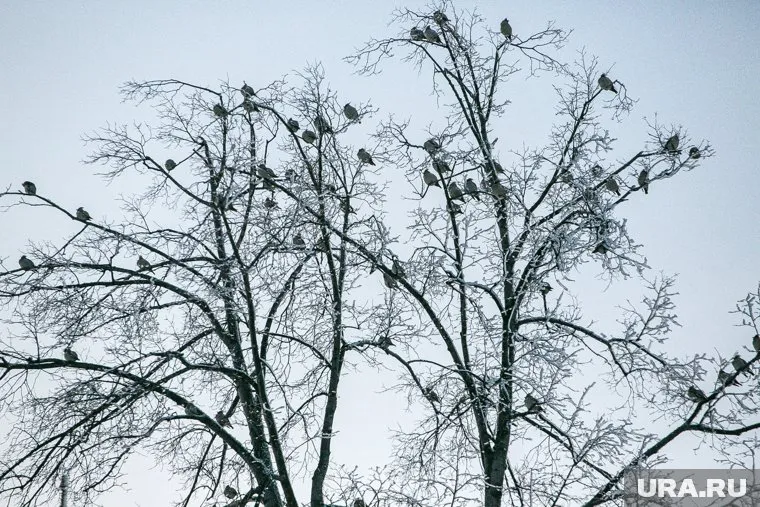 Жители Ишима пожаловались на массовую гибель птиц