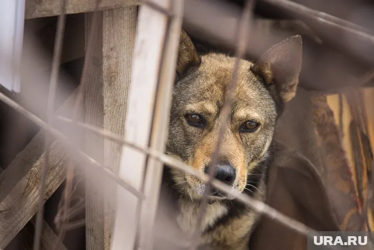 Собаки пойманы, а мужчина, которого отдали им на съедение, находится в больнице