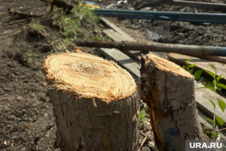 В ЦПКиО спиливают аварийные деревья (архивное фото)