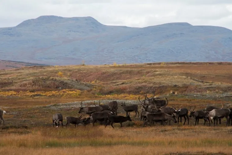 Досрочное голосование оленеводов. ЯНАО. Ямал. Салехард