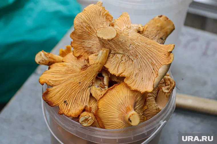 Лисички можно готовить в разных видах