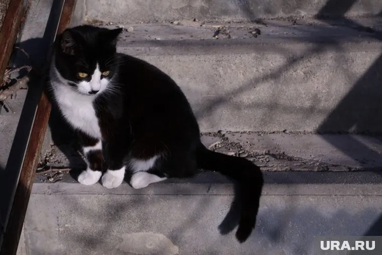 Кот наблюдает за небом, устроившись на дереве (архивное фото)