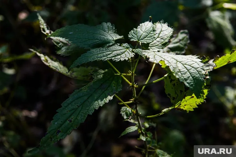 Ученые Челябинска добавили в майонез экстракты крапивы и мяты