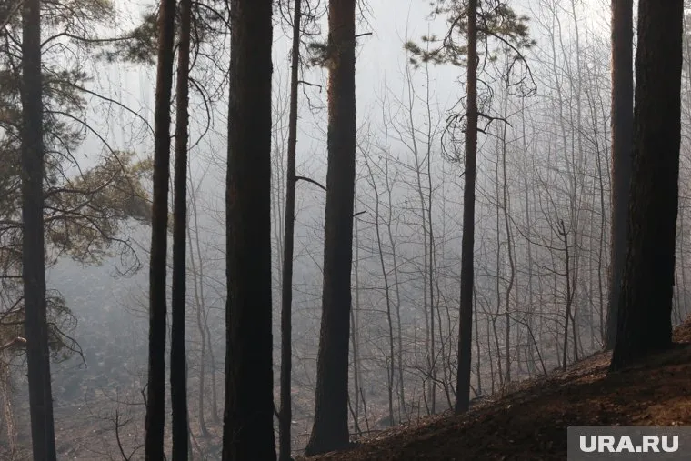 В Тюменской области введен особый противопожарный режим