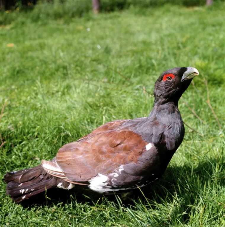Глухарь избегает встречи с людьми, но свердловчан не испугался (архивное фото)
