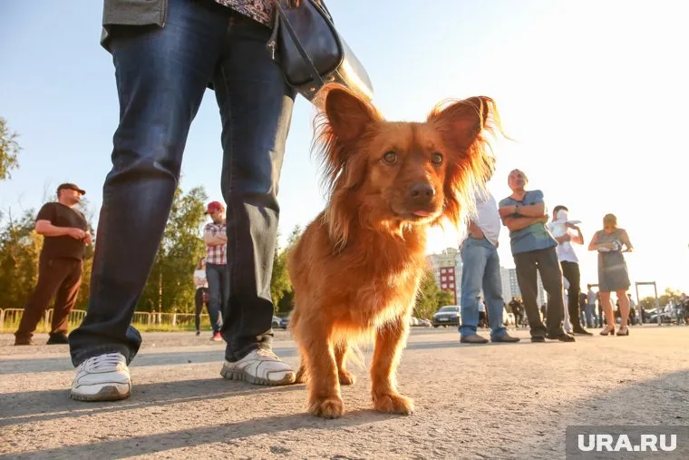 Идентифицировать питомцев предлагают с помощью чипа или татуировки