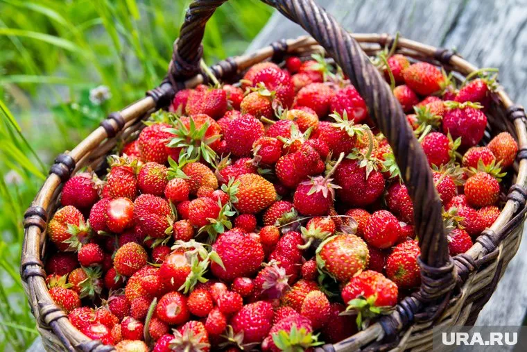 За 17 дней Яна Колбина собрала 219 литров клубники