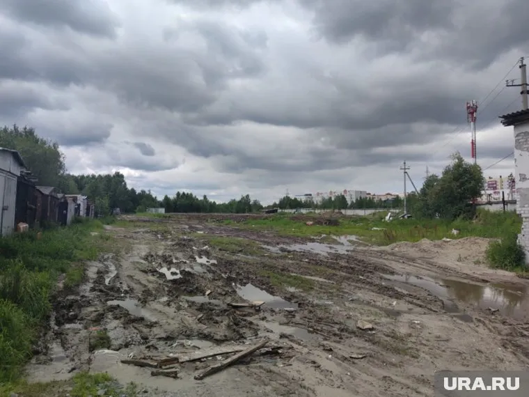 На земельном участке вырубили сотни деревьев, которые сажали всем городом