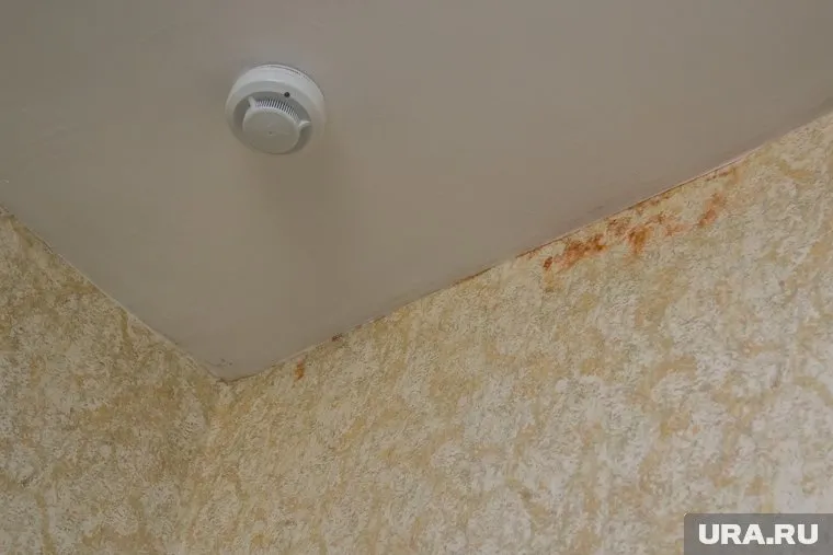 Плесень сказывается на здоровье шестерых детей, один из которых является инвалидом