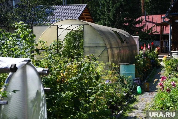 В июле нужно сажать огурцы, баклажаны, капусту или перец