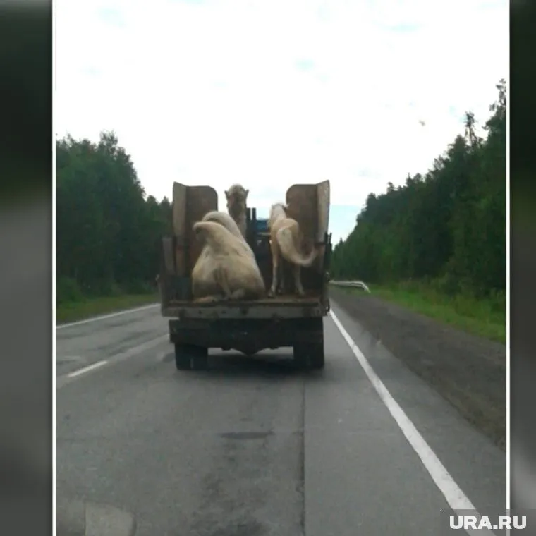 Так везли животных на свердловской трассе