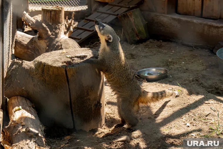 Носухи жили и в старом зоопарке, но теперь у них новый вольер
