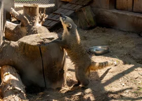 Пермский зоопарк показал забавы носух