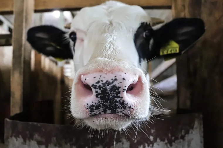 Пресс-тур от «Пятерочки» в рамках проекта, направленного на сотрудничество с фермерскими хозяйствами. Екатеринбург