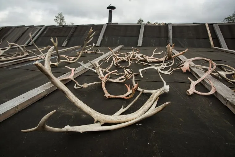 Ханты. Сургутский район, оленьи рога