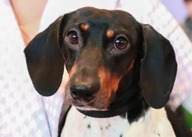 Домашняя собака напала на ребенка в подъезде дома в ЯНАО