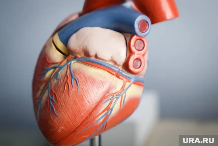 Сердечно-сосудистые заболевания - частые причины смерти на Ямале