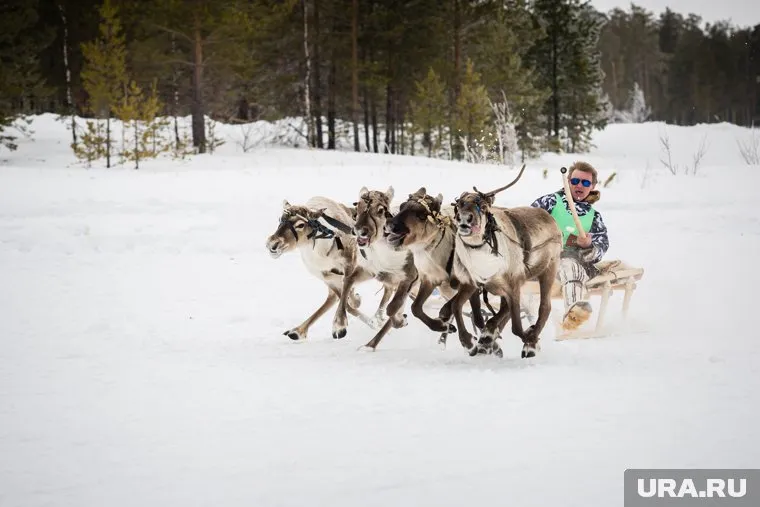 В перспективе в «Тундра-парке» появится трасса для катания на оленях
