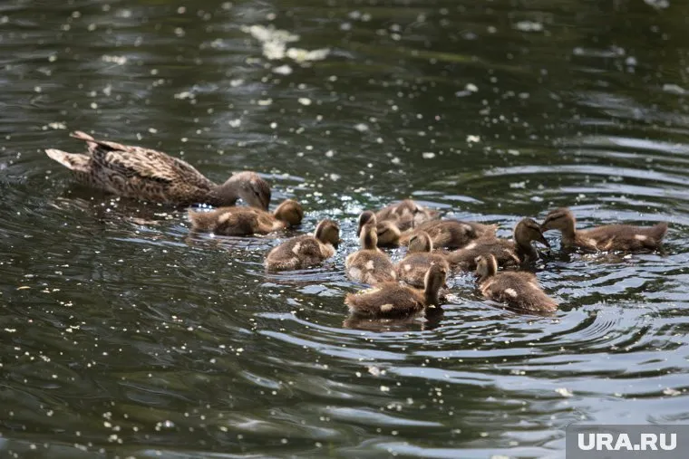 Утки поселились в огромной луже в районе Рябково