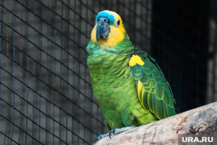 В Екатеринбург привезли 597 декоративных птиц для продажи в зоомагазине