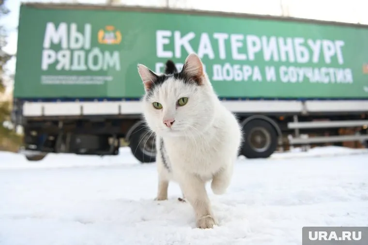 Кот Твикс, выброшенный из вагона, замерз на смерть (архивное фото)