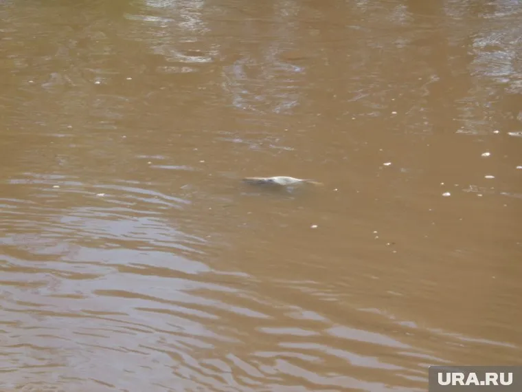 Причиной гибели рыбы в Нердве стали вредные вещества, которые могут попасть в Каму