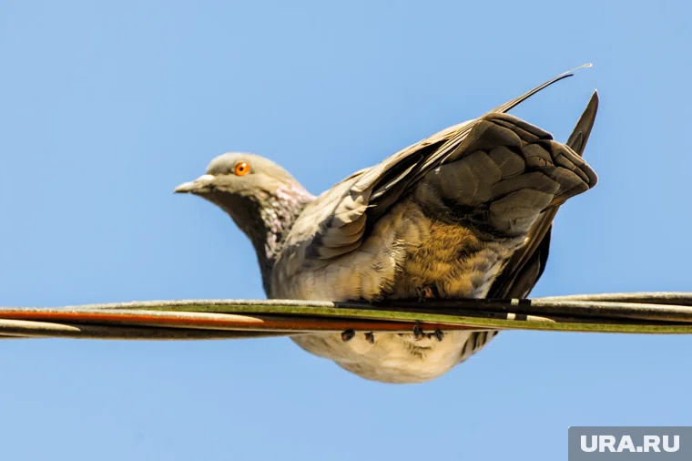 Нет оснований для пандемии птичьего гриппа, уточнили в Роспотребнадзоре